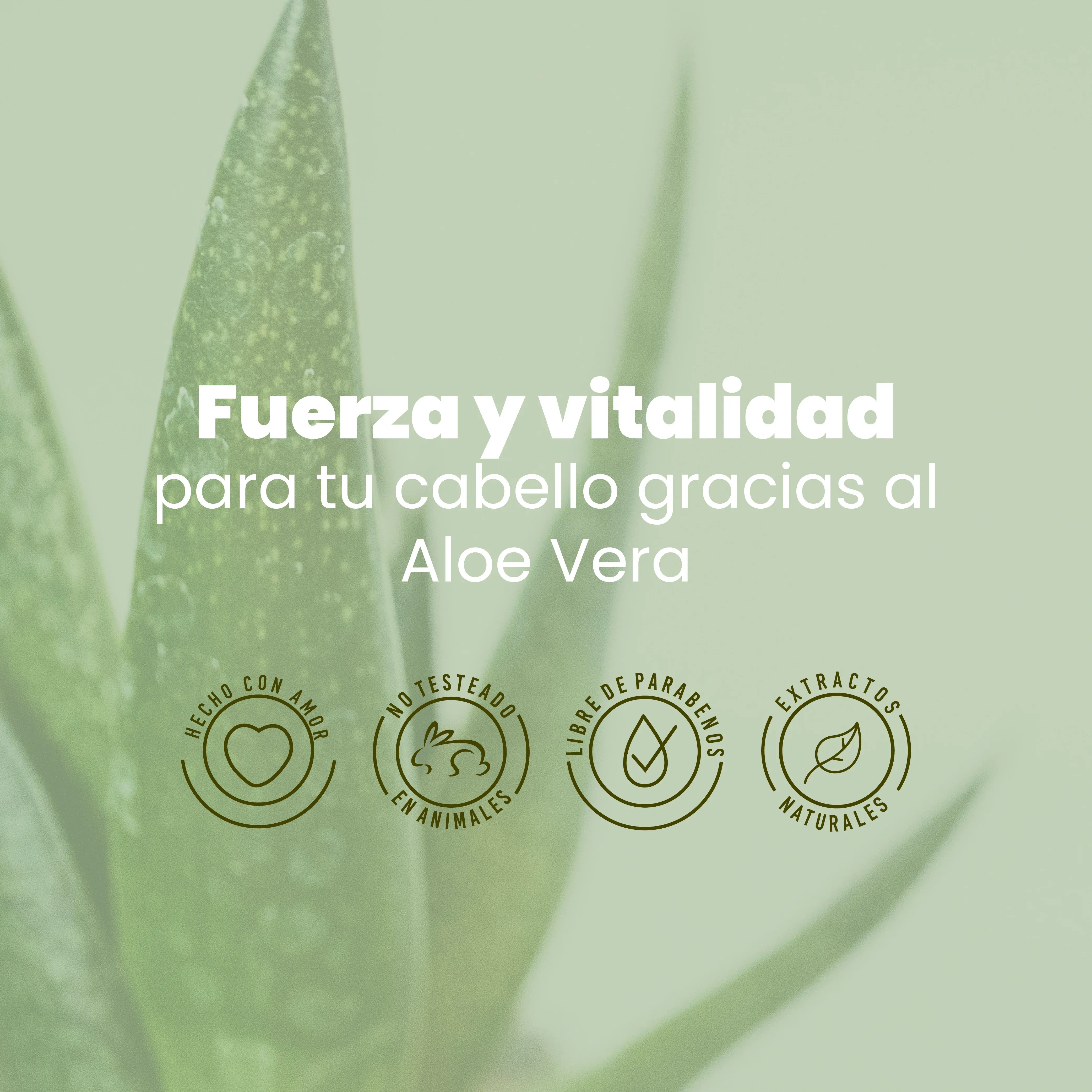 Shampoo Aloe Vera Anyeluz X500 Ml