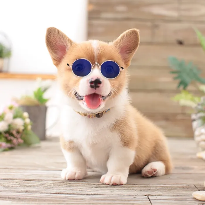 Gafas De Sol Para Gatos Y Perros Pequeños Fashion Disfraz Cafe